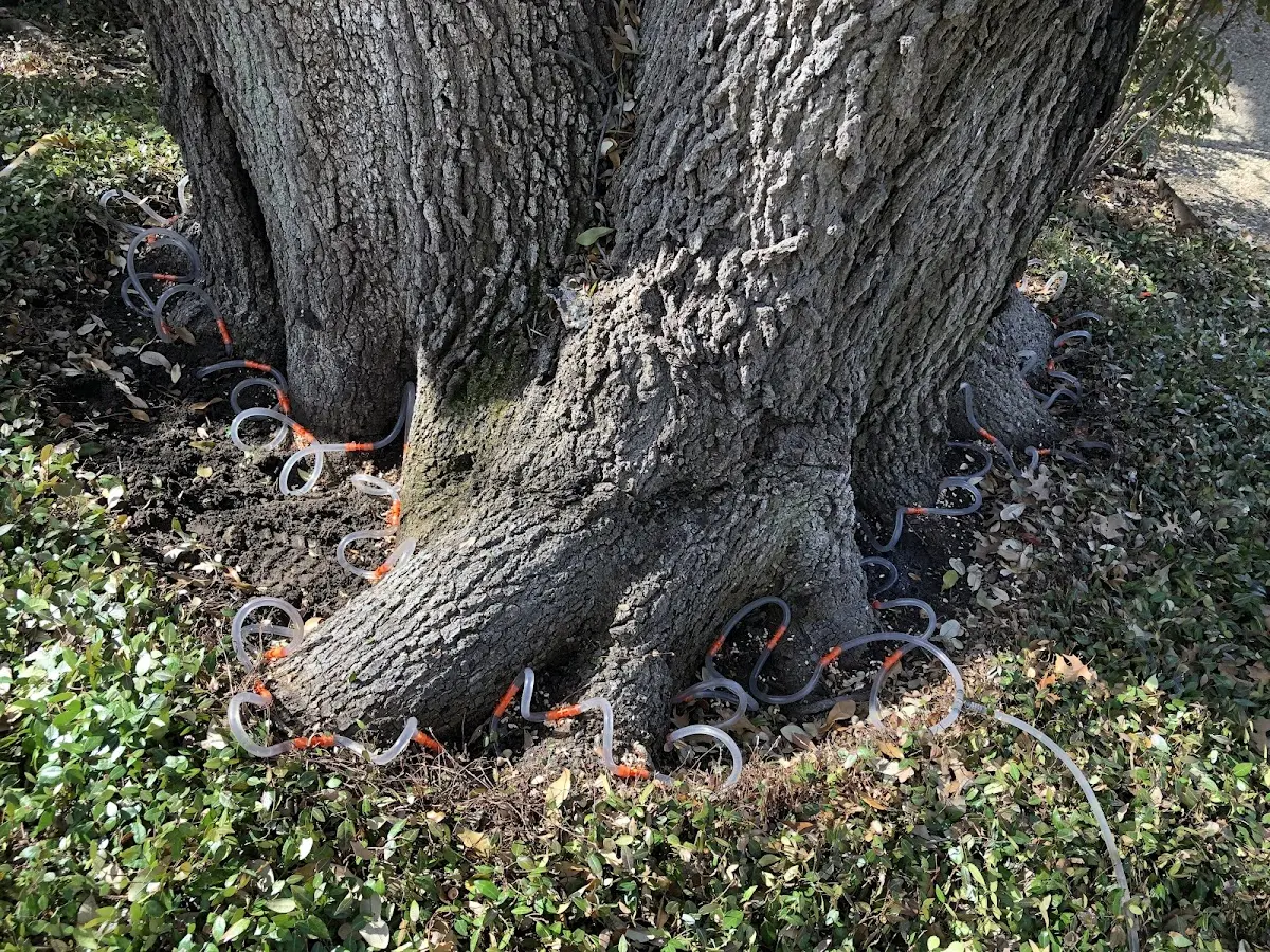 Detailed Tree Cabling and Bracing job site in Hacienda Heights