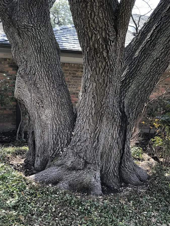 Mature heritage tree close to a Hacienda Heights property cared for by certified arborists