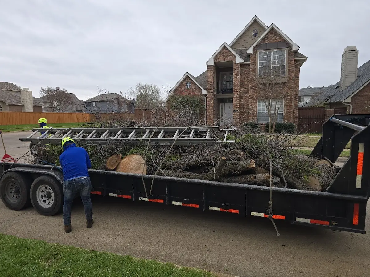Expert Tree Removal with proper safety equipment in Hacienda Heights